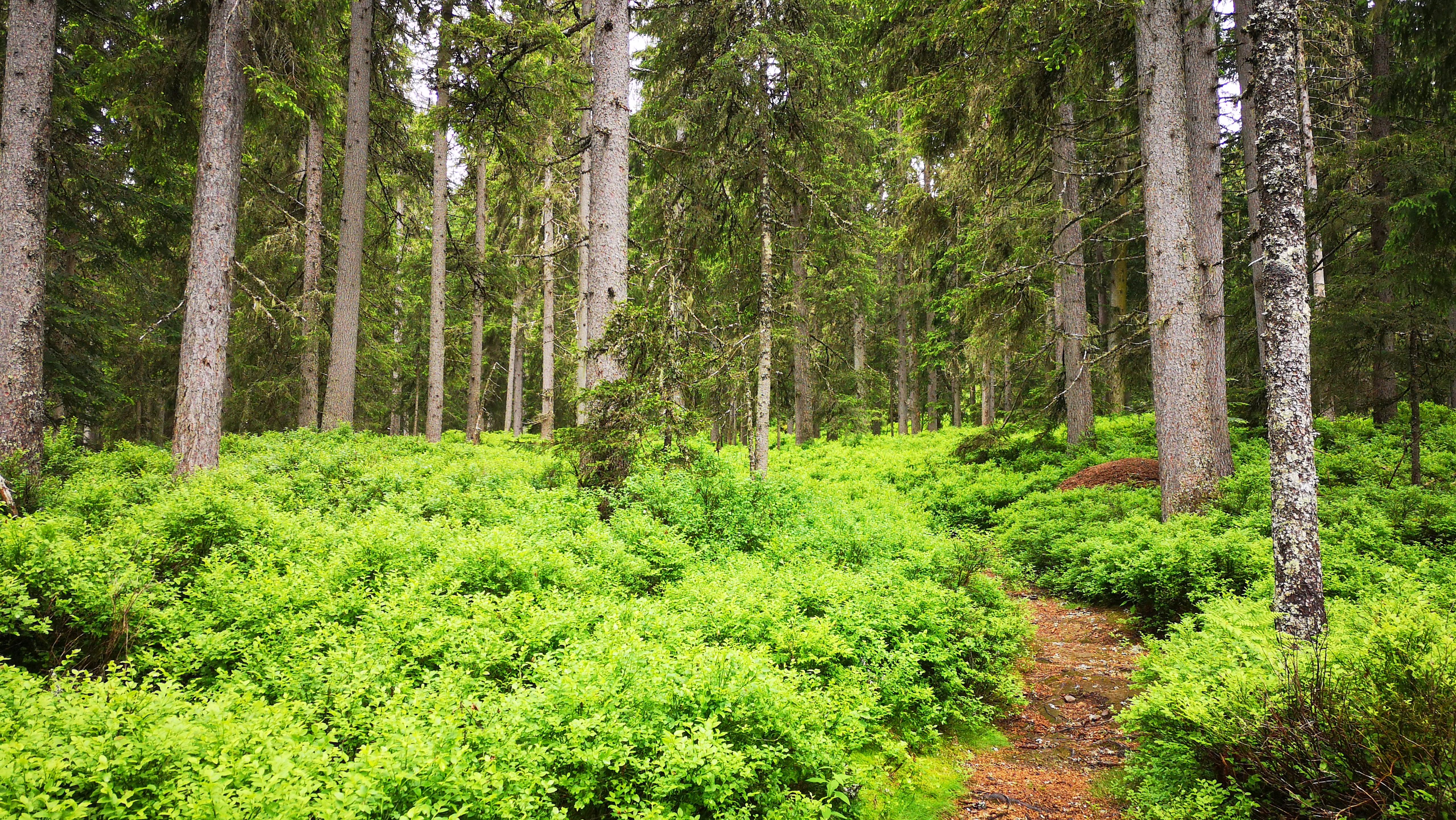 Sentier de la forêt, Cordon 